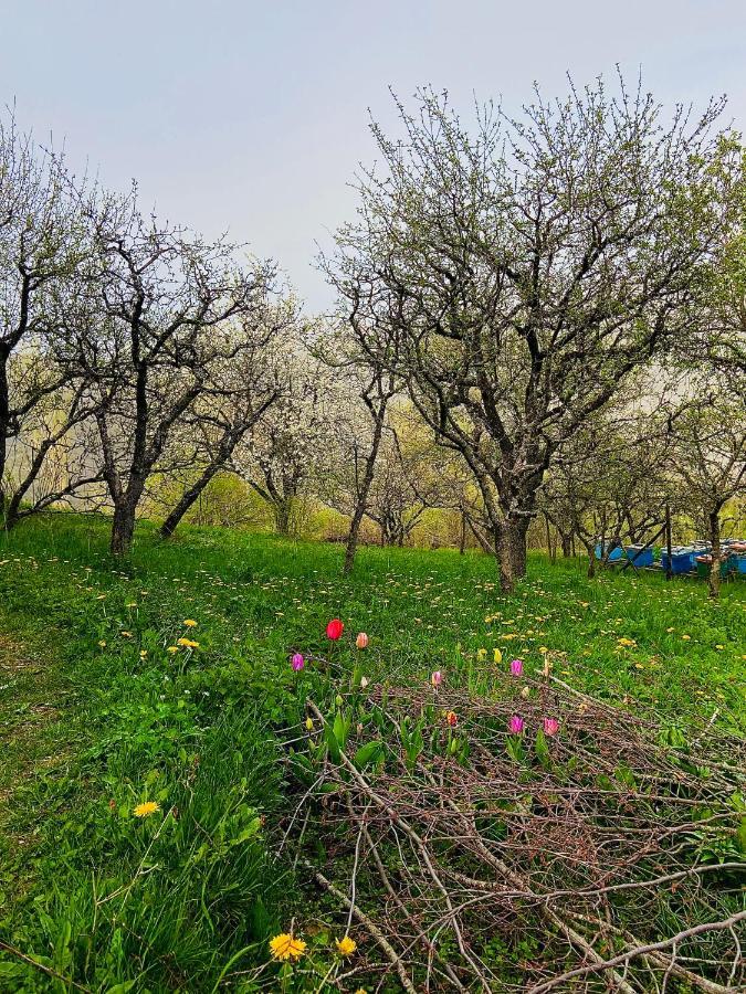 Cottage Modrich Στρούγκα Εξωτερικό φωτογραφία